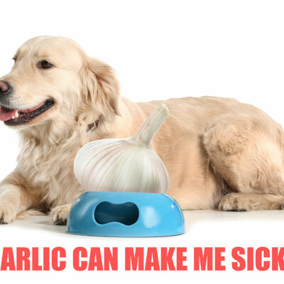 7 Herbs and Spices That Are Toxic to Cats and Dogs