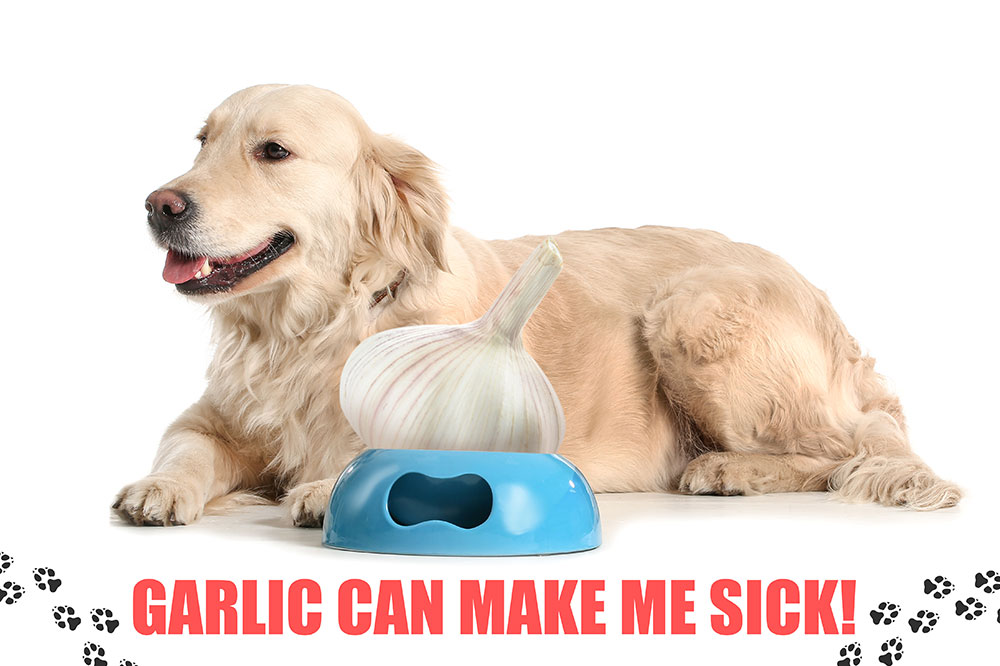 7 Herbs and Spices That Are Toxic to Cats and Dogs